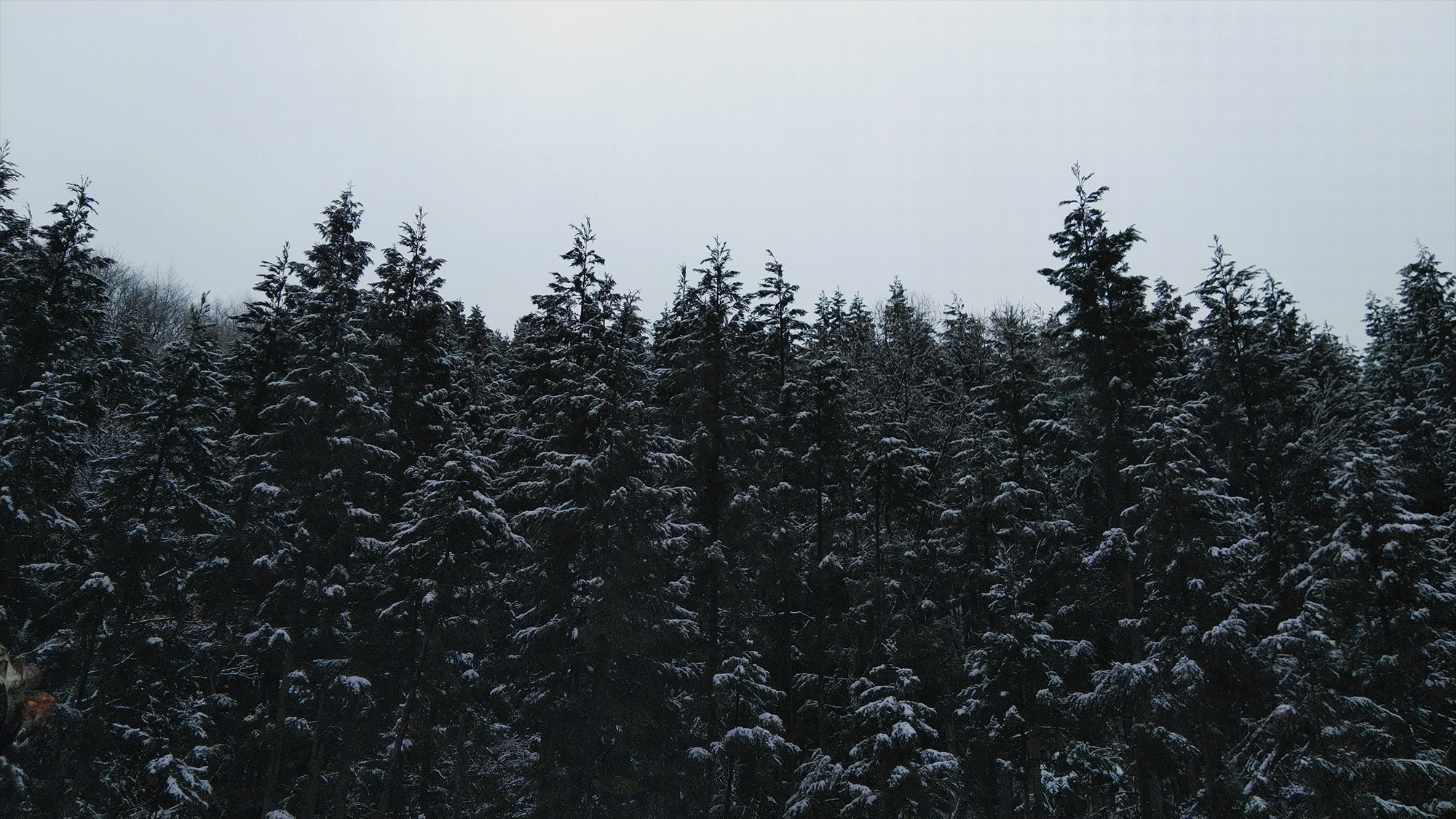 自然と共に、未来を育む。森の贈り物、私たちの誇り。