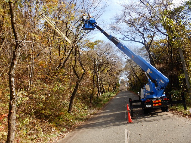 危険木処理作業（高所作業） (3)